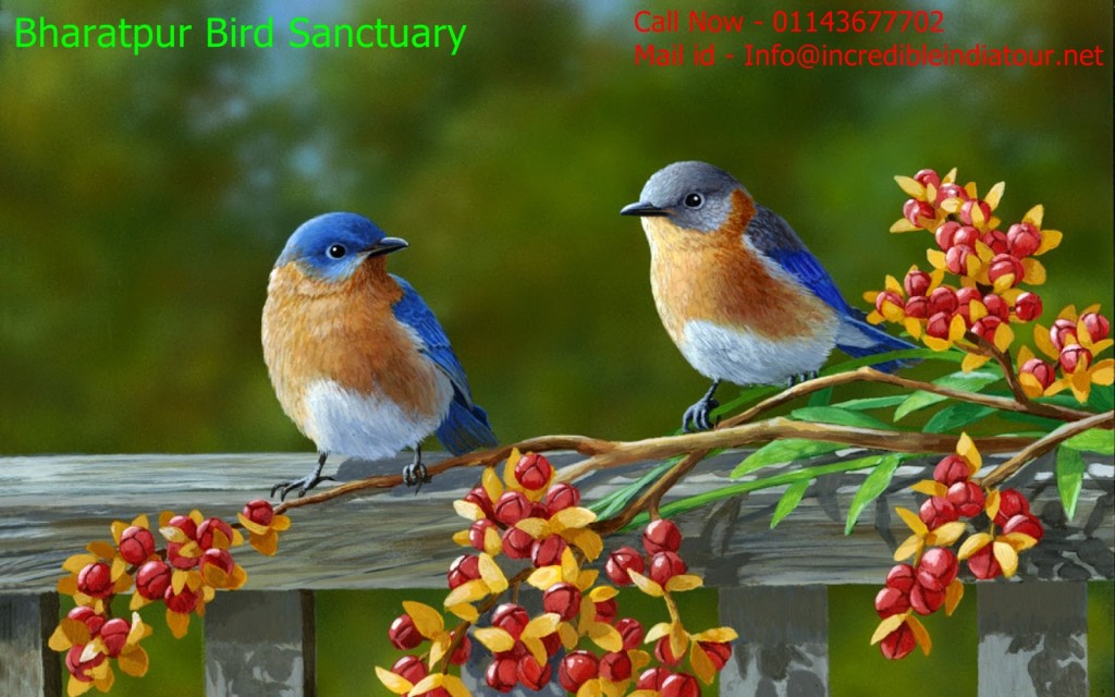 Beautiful Bird Sanctuaries in India1